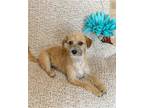 Adopt Olivia in TX a Tan/Yellow/Fawn - with White Terrier (Unknown Type