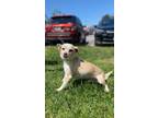 Adopt Girov a Mixed Breed (Medium) / Mixed dog in Thousand Oaks, CA (41558939)