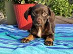 Adopt coby a Brown/Chocolate Dachshund / Mixed dog in San Francisco