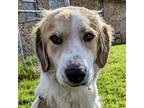 Adopt An'drama'da DFW a White Great Pyrenees / Mixed dog in Statewide