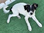 Adopt Violet a White Australian Cattle Dog / Parson Russell Terrier / Mixed dog