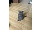 Adopt Noodles a Gray or Blue (Mostly) Domestic Shorthair cat in Steinbach