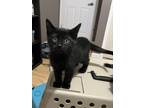 Adopt Bamboo a Black (Mostly) Domestic Shorthair cat in Steinbach, MB (41560188)