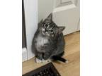 Adopt Twinkle Toes a Gray, Blue or Silver Tabby Domestic Shorthair cat in