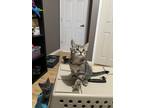 Adopt Binou a Gray, Blue or Silver Tabby Domestic Shorthair cat in Steinbach