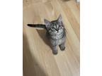 Adopt Toupi a Gray, Blue or Silver Tabby Domestic Shorthair cat in Steinbach
