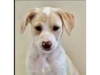 Adopt Harmony a Mixed Breed (Medium) / Mixed dog in Rancho Santa Fe