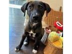 Adopt Elsa a Mixed Breed (Medium) / Mixed dog in Rancho Santa Fe, CA (41560179)
