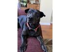 Adopt Chip a Black Mutt / Mixed dog in Bluffton, SC (41560177)
