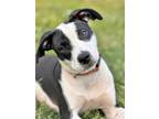Adopt ZOEY a White - with Black Labrador Retriever / Mixed dog in Harrisburg