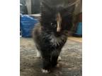 Adopt Jamie a Calico or Dilute Calico Calico / Mixed (medium coat) cat in