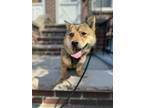 Adopt Sankko a Jindo dog in LONG ISLAND CITY, NY (41560175)