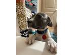 Adopt Milo a Gray/Blue/Silver/Salt & Pepper American Staffordshire Terrier /