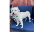 Adopt Waffle a White Poodle (Miniature) / Terrier (Unknown Type
