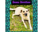 Adopt Beau a Tan/Yellow/Fawn - with Black Black Mouth Cur / Mixed Breed (Large)