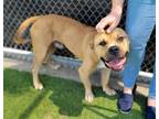Adopt RICKY RICARDO a American Staffordshire Terrier, Mixed Breed