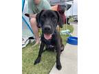 Adopt ZANE a Brindle Labrador Retriever / Mixed dog in Branford, CT (41557806)