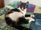 Adopt Fia a Calico or Dilute Calico Calico / Mixed (short coat) cat in