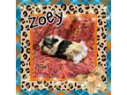 Adopt Zoey a Guinea Pig small animal in Elizabethtown, KY (41560126)
