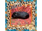 Adopt Osiris a Guinea Pig small animal in Elizabethtown, KY (41560125)