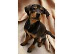 Adopt Morning Star a Manchester Terrier / Hound (Unknown Type) / Mixed dog in El