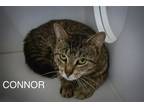 Adopt Connor (FCID# 05/16/2024 - 14 Trainer) a Brown Tabby Domestic Shorthair /