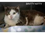 Adopt Britty Kitty (FCID# 05/16/2024 - 16 Trainer) a Gray or Blue (Mostly)