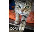 Adopt Corrine (FCID# 05/16/2924 - 26 Trainer) a Brown Tabby Domestic Shorthair /