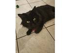 Adopt Stormy a All Black Domestic Mediumhair / Mixed (medium coat) cat in