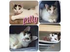 Adopt Lilly a Calico or Dilute Calico Domestic Shorthair (short coat) cat in