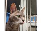 Adopt Gypsy a Domestic Shorthair / Mixed cat in Escondido, CA (41560135)
