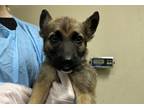 Adopt Starboard a Shepherd (Unknown Type) / Mixed dog in Oceanside