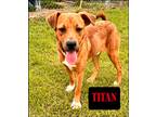 Adopt Titan a Red/Golden/Orange/Chestnut - with White Black Mouth Cur / Labrador