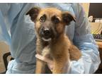 Adopt Port a Shepherd (Unknown Type) / Mixed dog in Oceanside, CA (41560133)