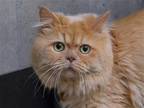 Adopt SIMBA a Persian / Mixed (medium coat) cat in Denver, CO (41559388)