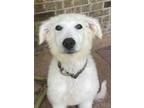 Adopt Abby a White Great Pyrenees / Mixed dog in Tulsa, OK (41560115)