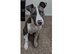 Adopt Junior a Gray/Silver/Salt & Pepper - with White American Pit Bull Terrier