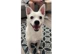Adopt Skips a White Terrier (Unknown Type, Medium) / Mixed dog in Austin