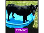 Adopt Trust a Black German Shepherd Dog / Retriever (Unknown Type) / Mixed dog