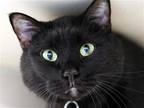 Adopt SAPPHIRA a All Black Domestic Mediumhair / Mixed (medium coat) cat in