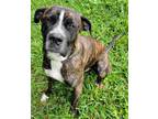 Adopt Diesel a Brindle Mastiff / Boxer / Mixed dog in Freehold, NJ (41560035)