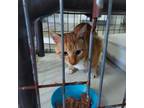 Adopt Wrangler a Orange or Red (Mostly) Domestic Shorthair / Mixed (short coat)