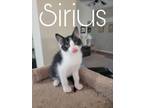 Adopt Sirius a Domestic Short Hair