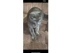 Adopt Junie a Gray or Blue Russian Blue / Mixed (short coat) cat in Bedford