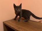Adopt Niko a Gray or Blue Domestic Shorthair (short coat) cat in Pinehurst