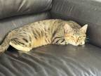 Adopt Bella (158) a Brown Tabby Domestic Shorthair (short coat) cat in Chino