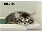 Adopt Foster C152-24 a Gray or Blue (Mostly) Domestic Shorthair / Mixed (short