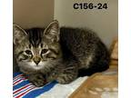 Adopt Foster C156-24 a Gray or Blue (Mostly) Domestic Shorthair / Mixed (short
