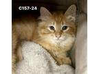 Adopt Foster C157-24 a Orange or Red Domestic Longhair / Mixed (long coat) cat