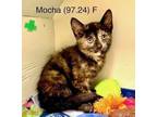 Adopt Foster Mocha a Tortoiseshell Domestic Shorthair / Mixed (short coat) cat
